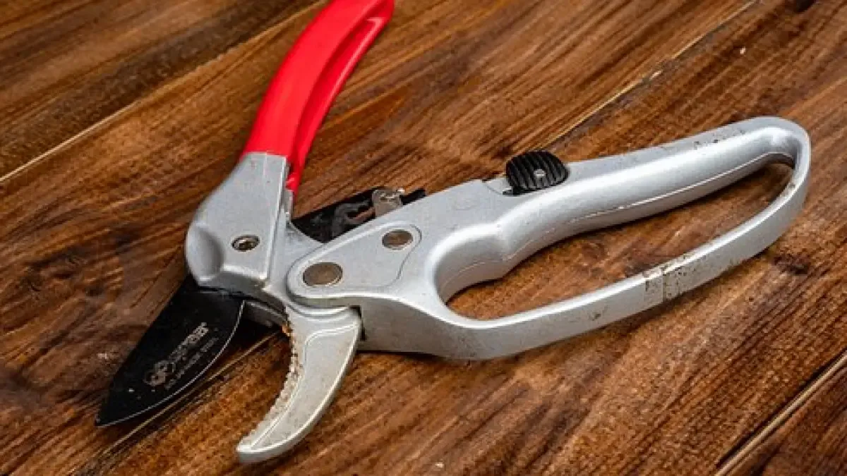 Pruning Shears