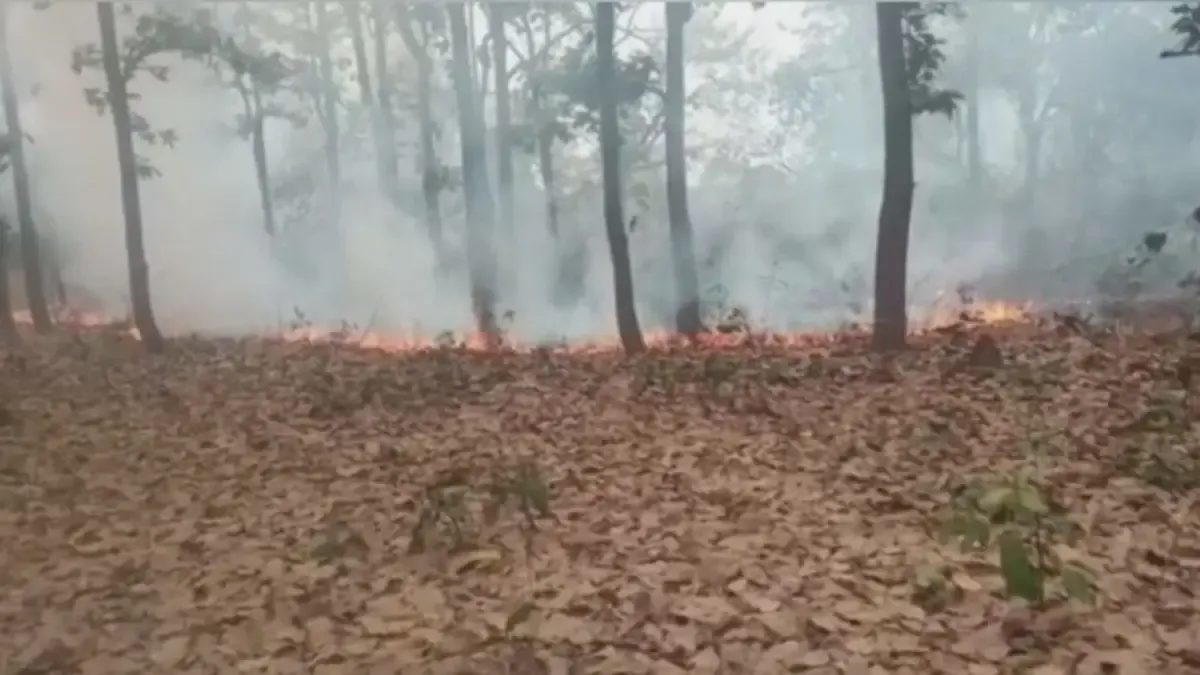 Forest Fire