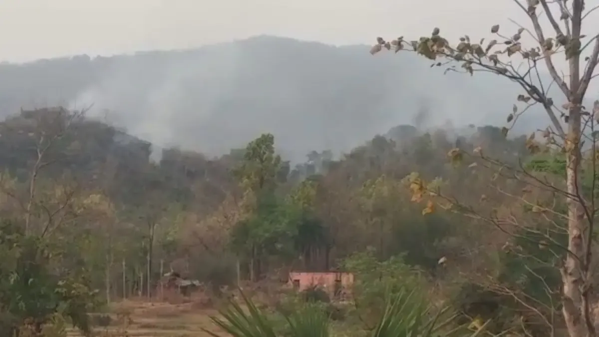 Forest Fire