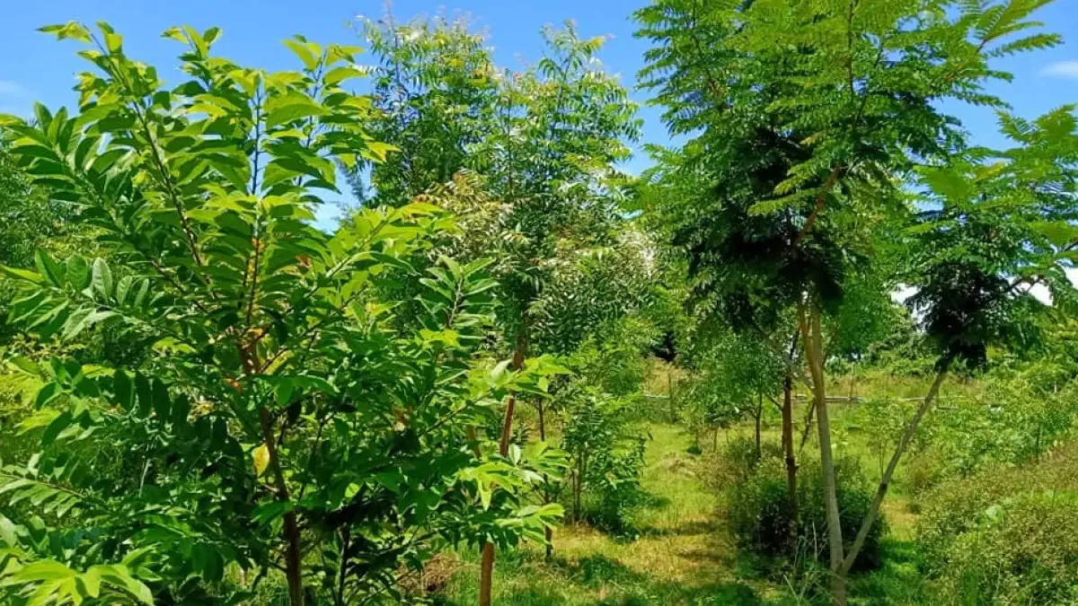 Plantation drive by Bhubaneswari Club