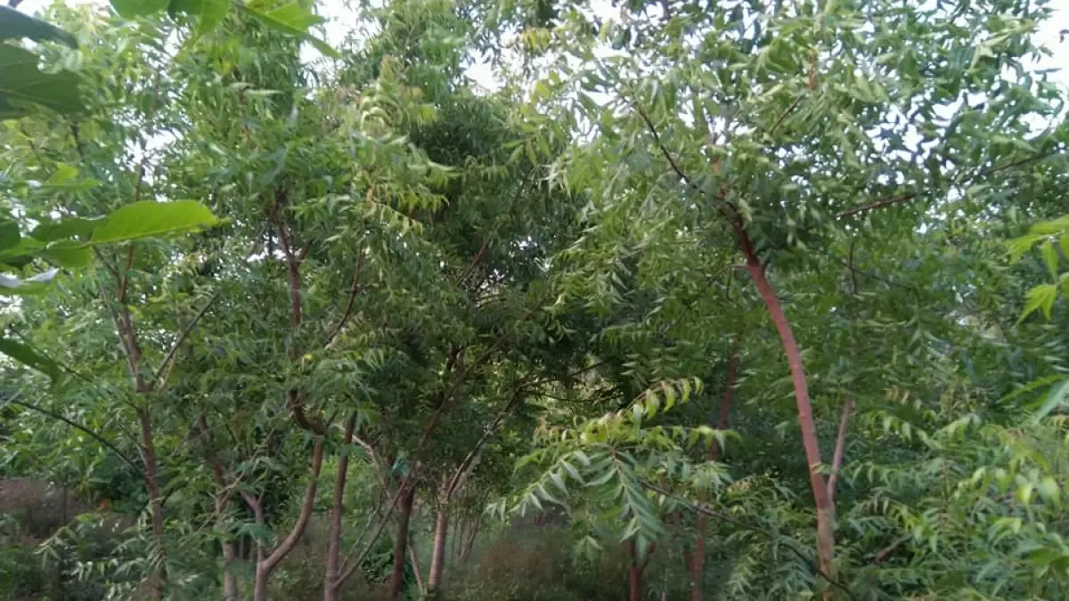 Plantation drive by Bhubaneswari Club