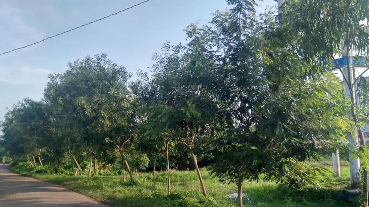 Plantation drive by Bhubaneswari Club