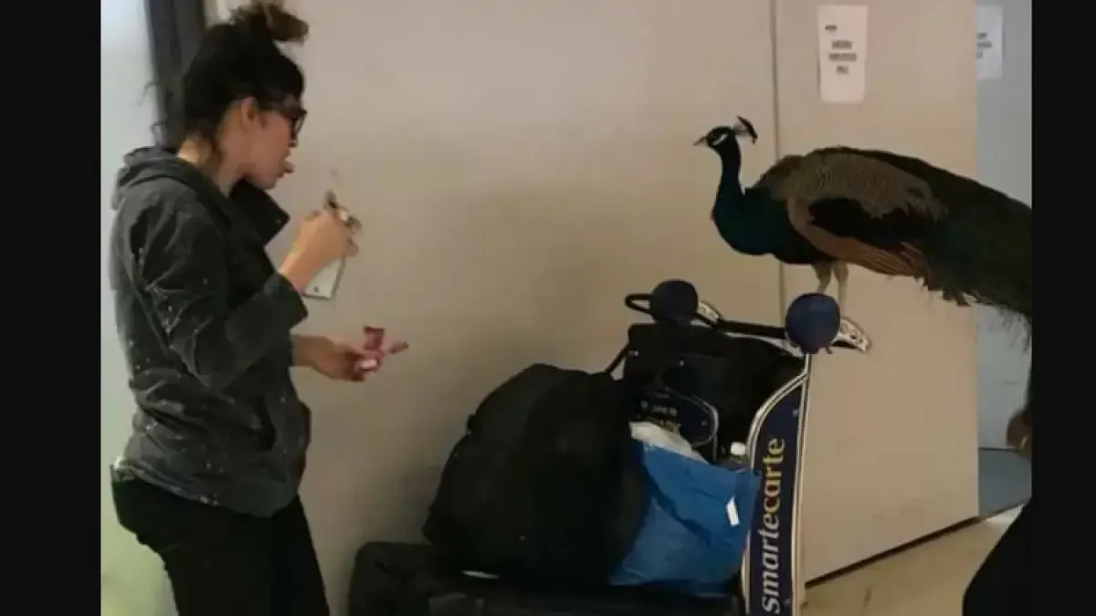 Peacock at airport