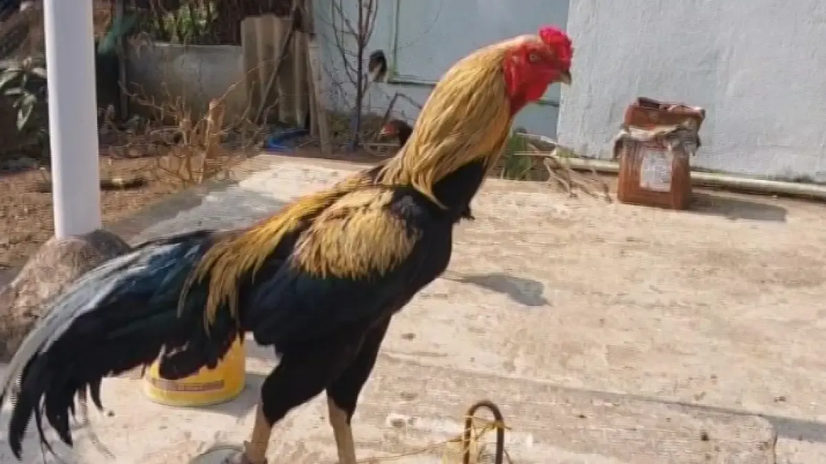 Fighter Cock 'Tiger'