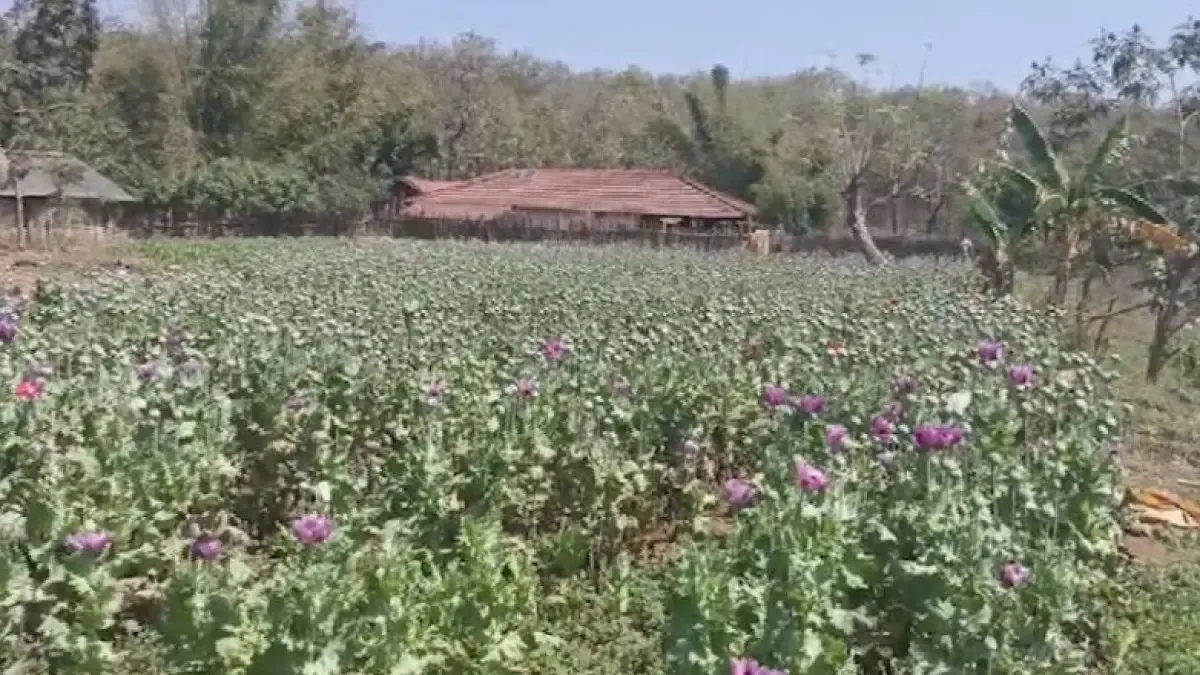 Opium mafia finding sanctuary in Odisha's Similipal?