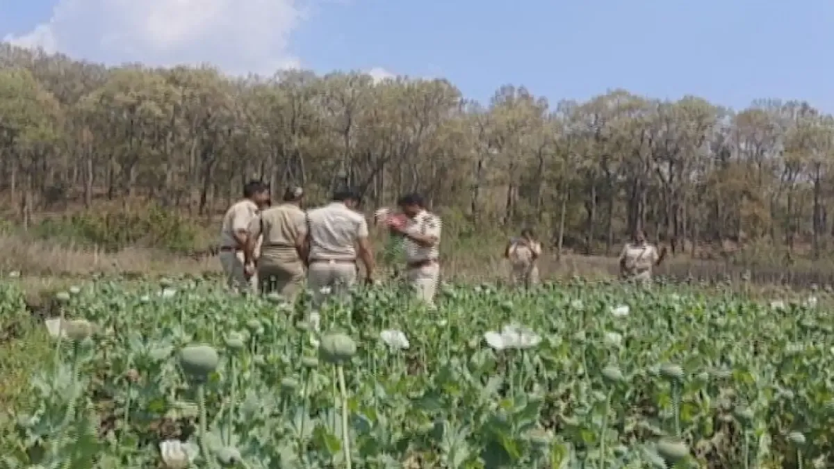 Who is growing opium inside Similipal National Park in Odisha? 