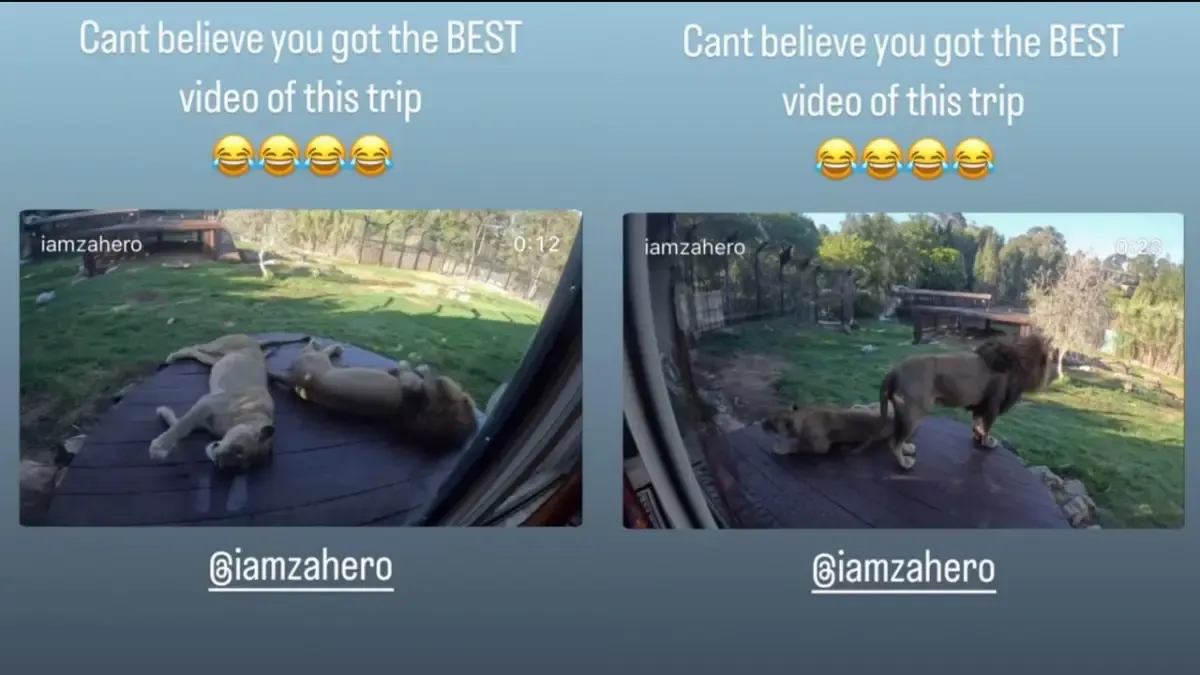 Roaring lion greets Sonakshi Sinha and Zaheer Iqbal outside their hotel room in Australia, watch