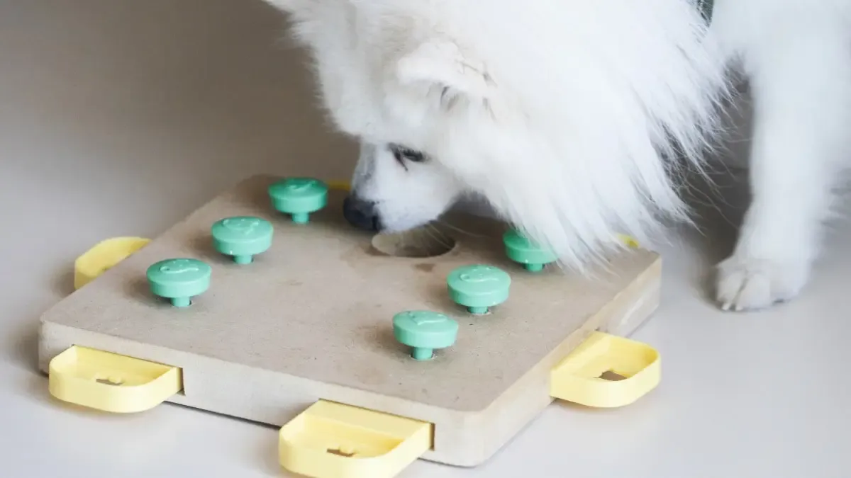 Puzzle game for dogs