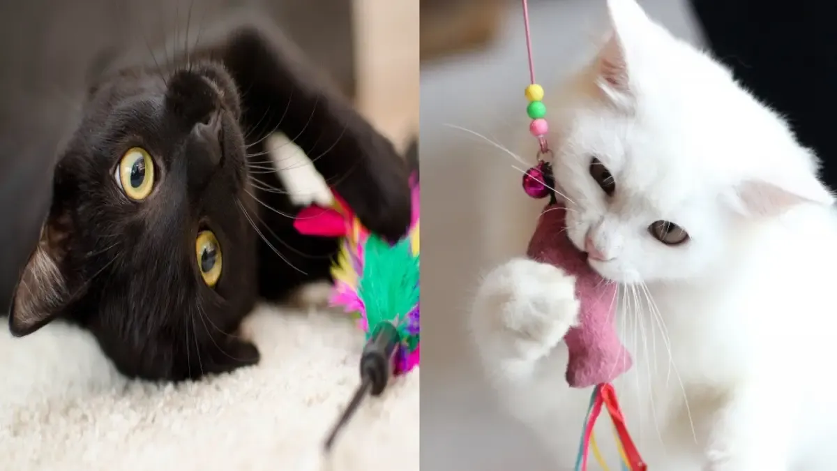 Engaging activities for cats