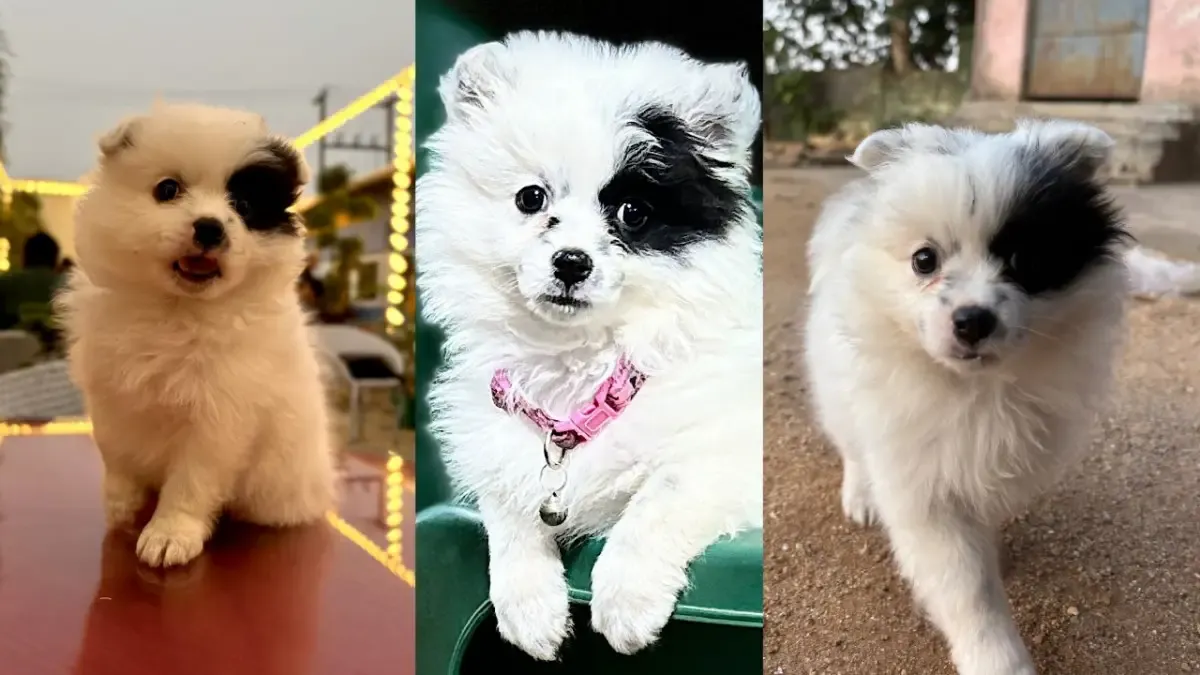 Woofs to words THIS AI tool may translate your dog barks into human language
