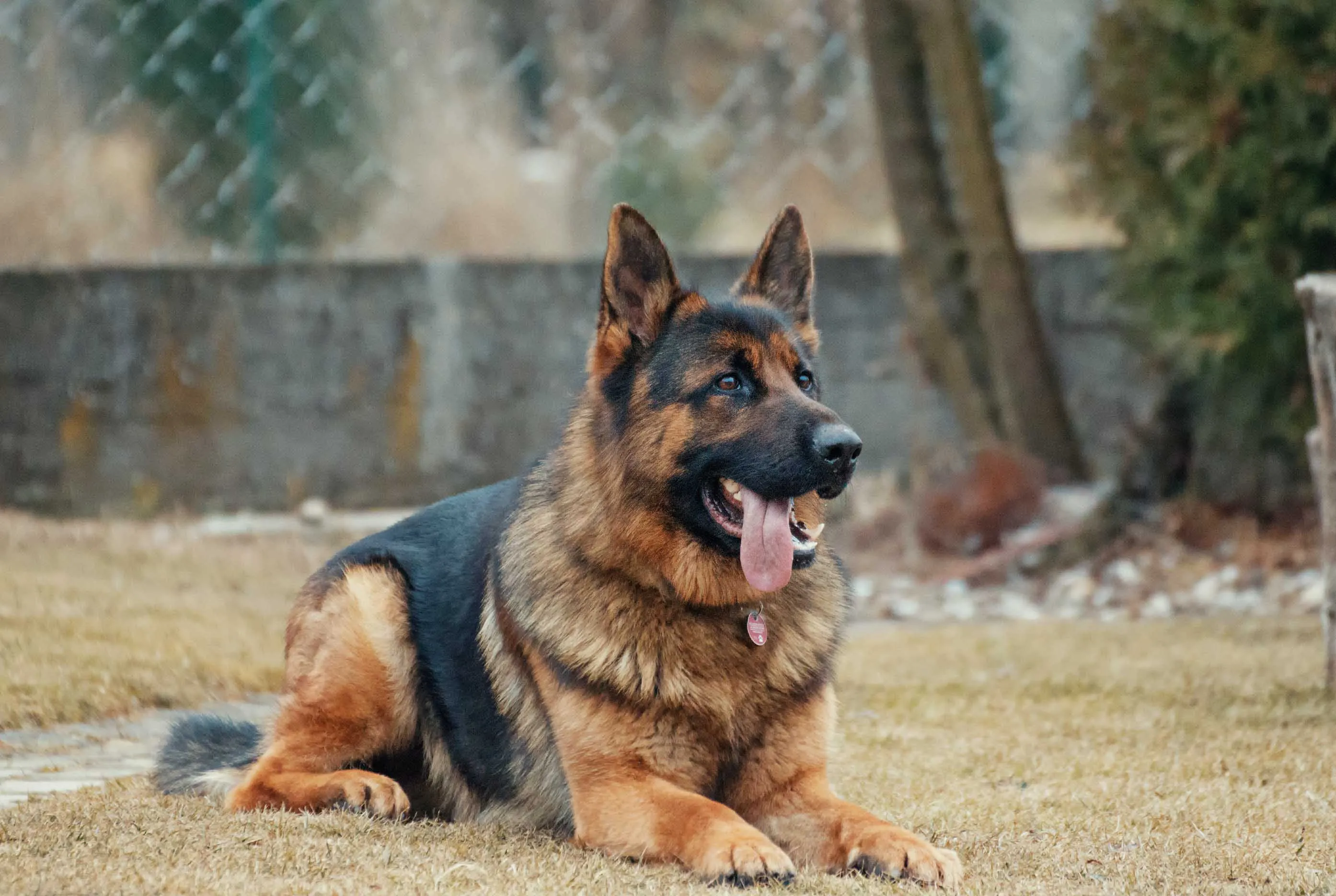 German Shepherd