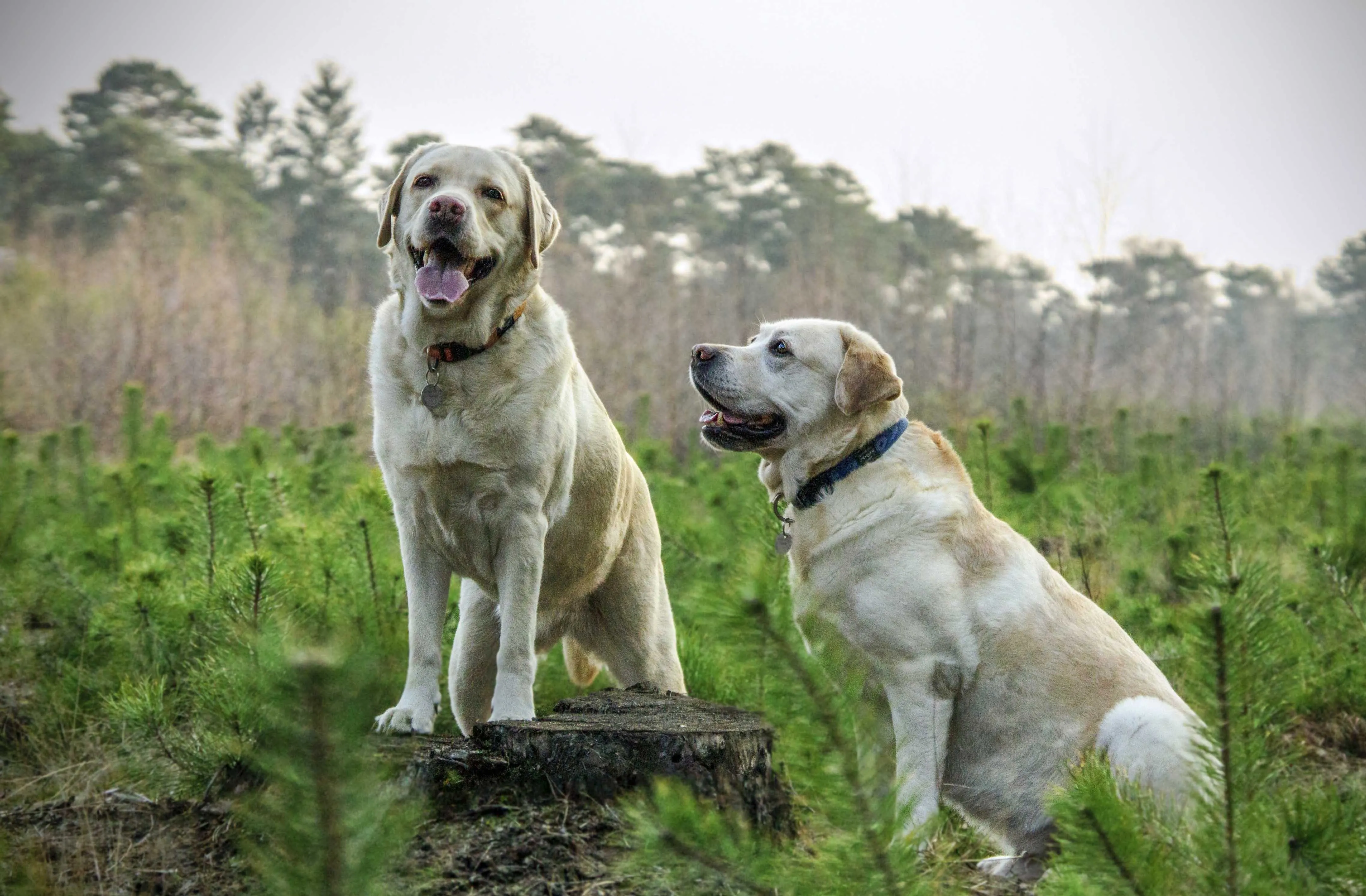 Labrador Retriever