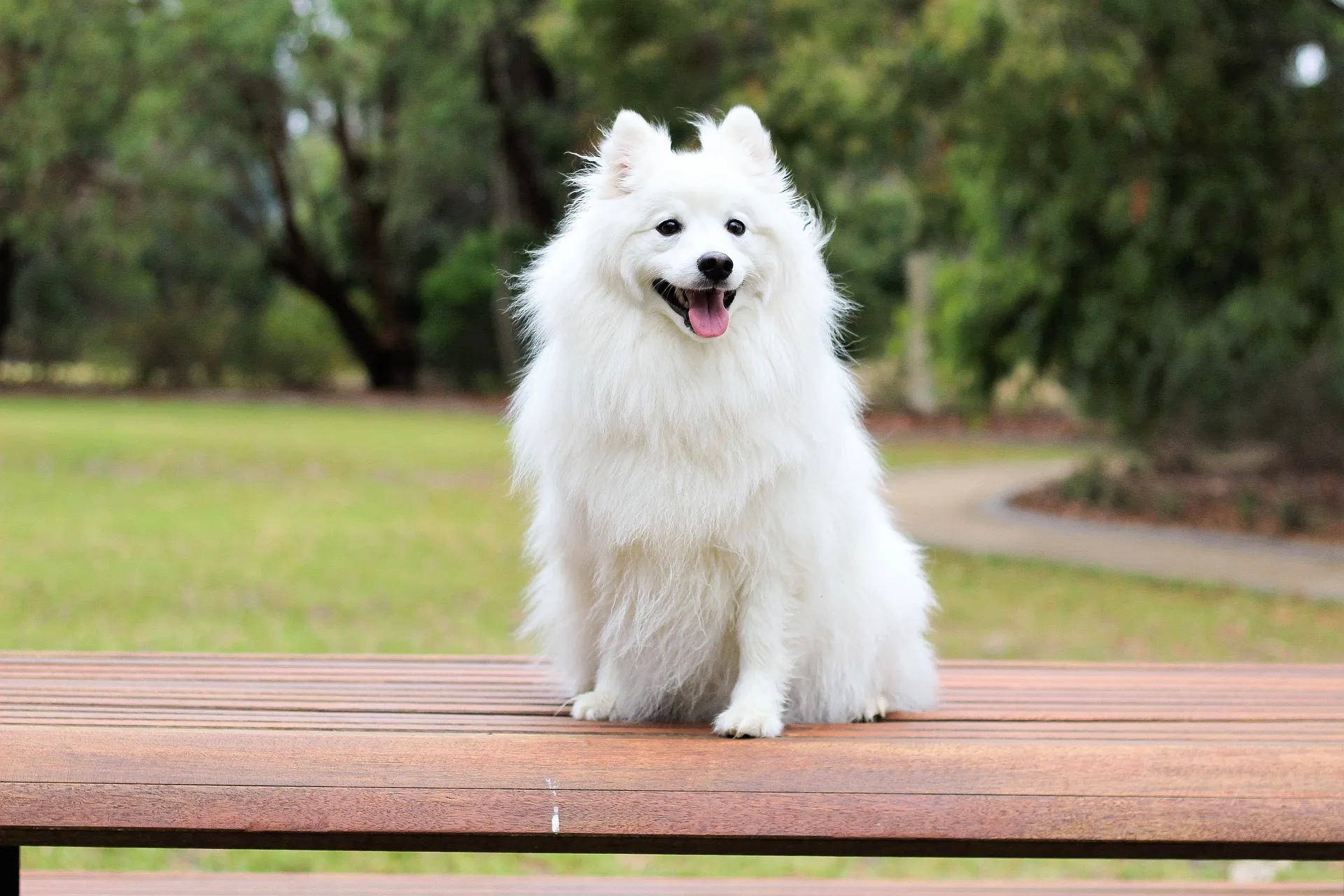 Spitz
