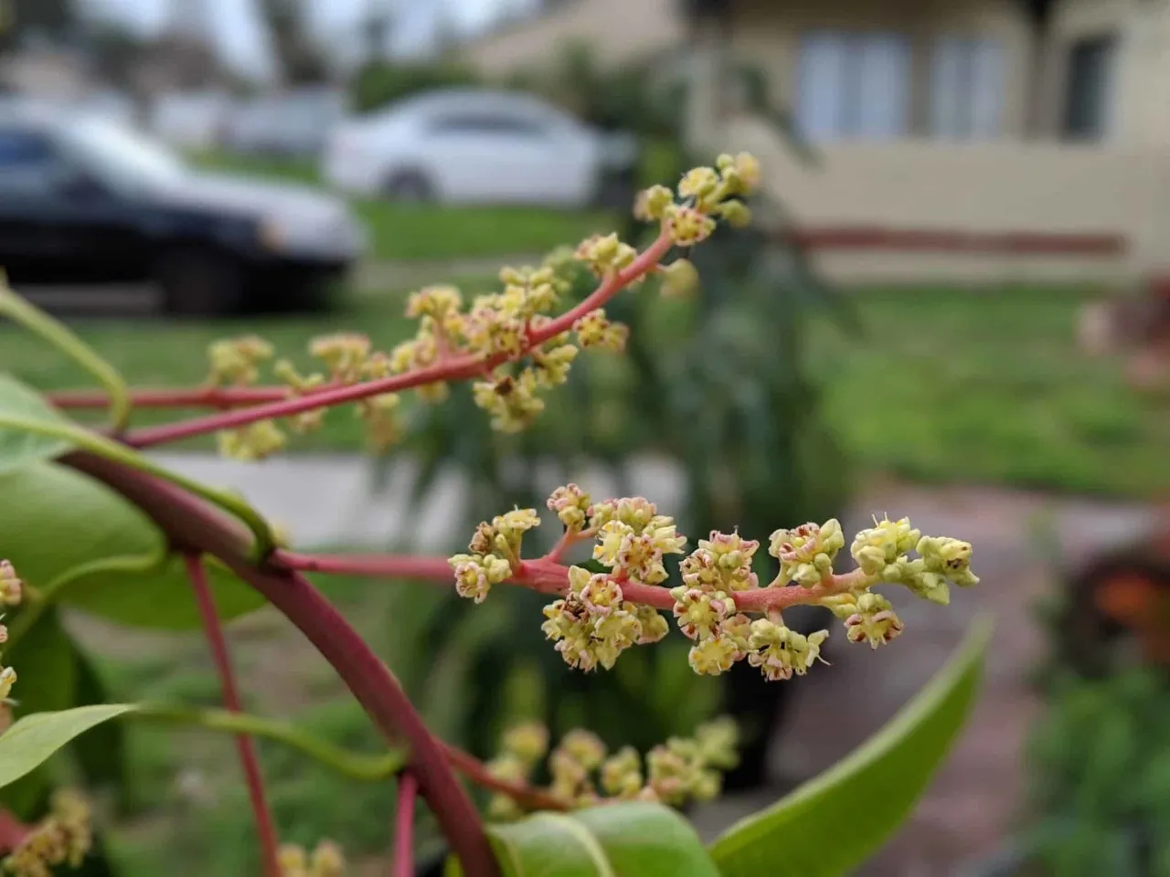 Flower blossoms on Mango tree