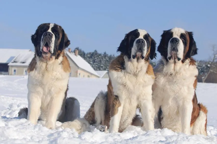 Saint Bernard