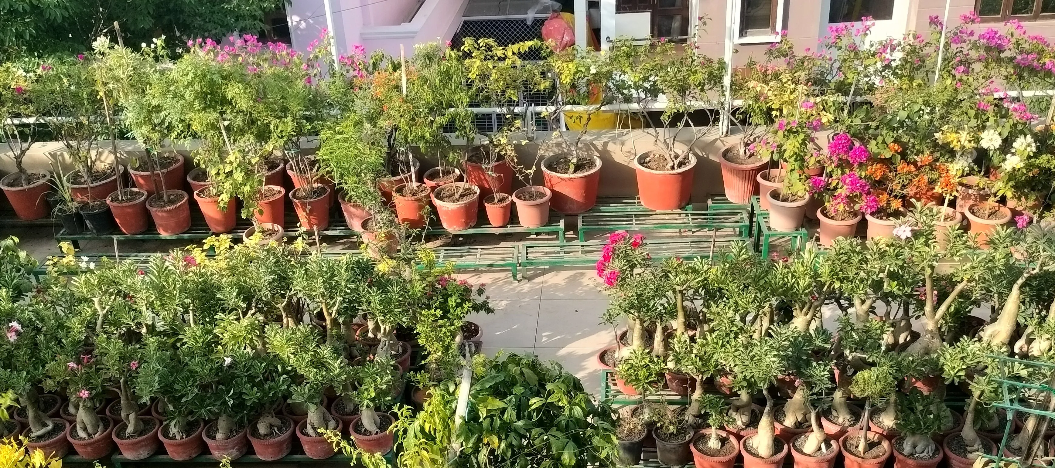 garden