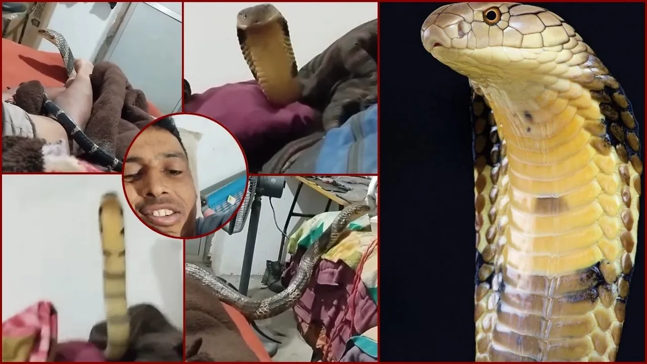 King Cobra on Bed UP