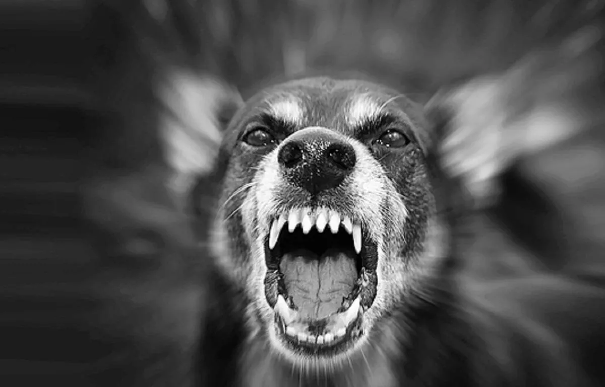 Datanomics: 3 in 10 stray dog-bite cases from the Southern region | India  News - Business Standard