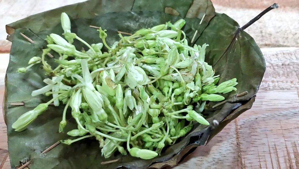 Manaswini on X: "#ଟୁକେଇକୁଣ୍ଡେଇ ପିଠଉ #Tukeikundei_Pithau Botanical Name -  Telosma Cordata. Odia - Tukei Kundei Marathi - Doudi/Daudi/Varsha Dori  Flower. Telugu-Alapaala, Tamil-Chambangi Common name:-Chinese  violet,Pakalana vine, Tonkin ...
