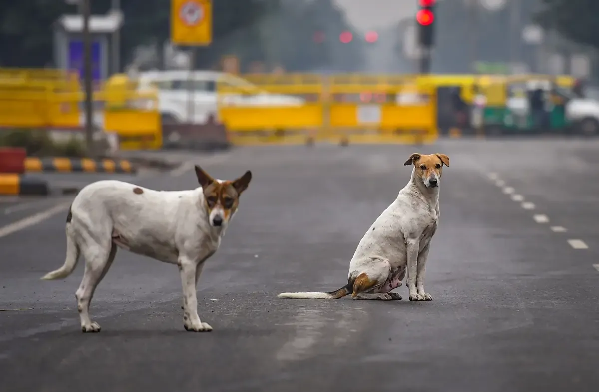 Unscientific and ineffective...' PETA slams SC order on Delhi's stray dogs