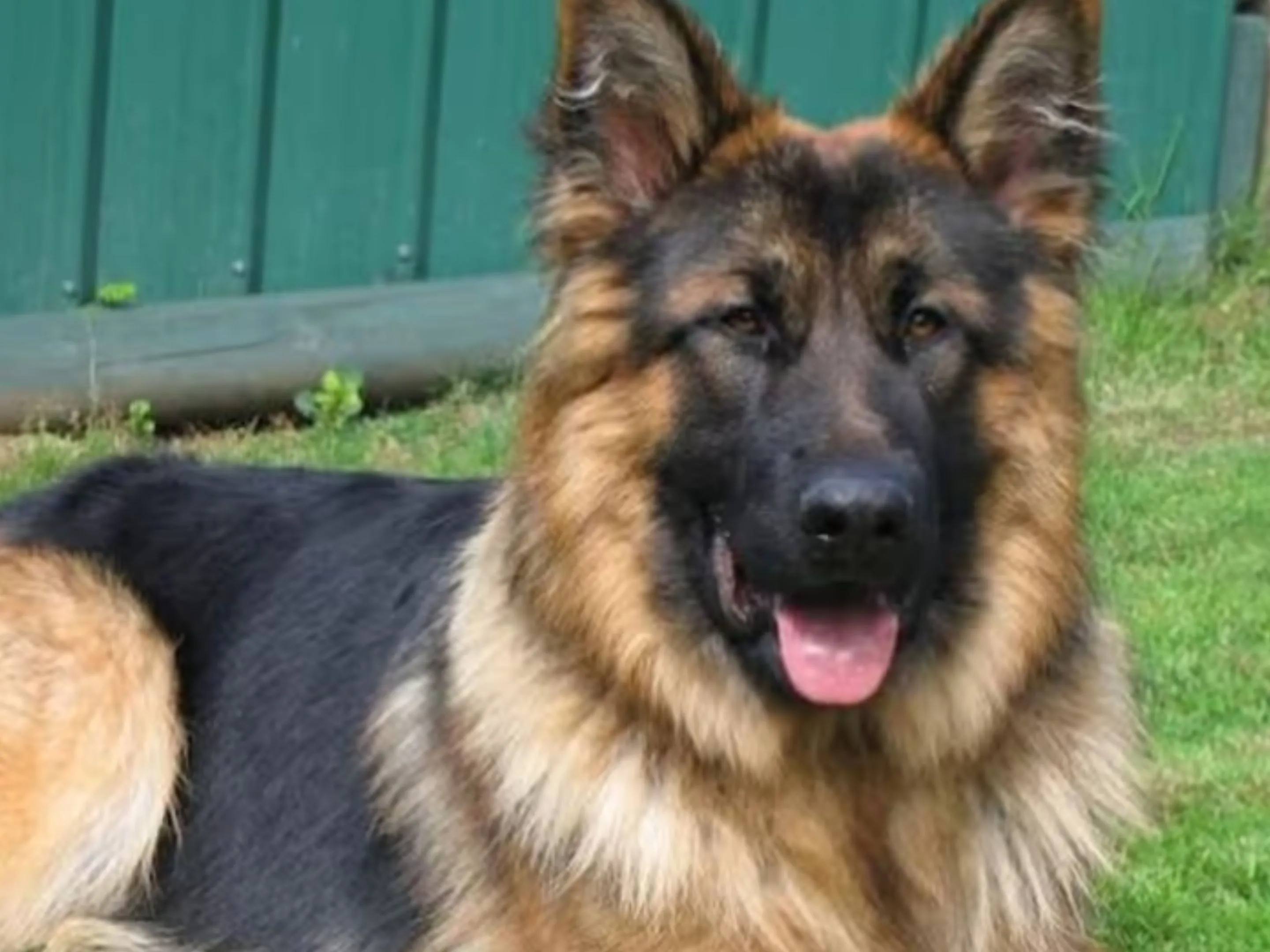 dog2