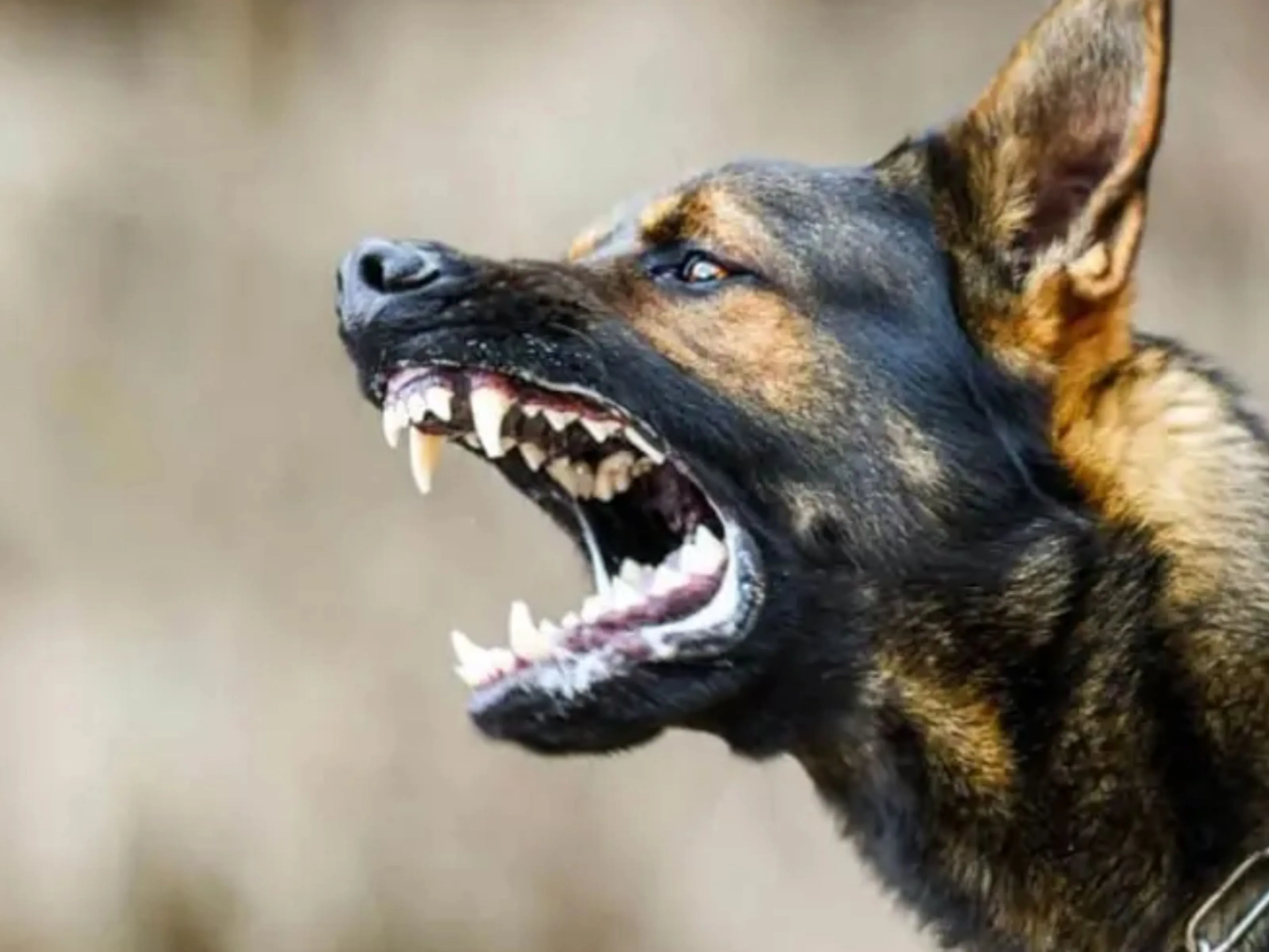 dog bite
