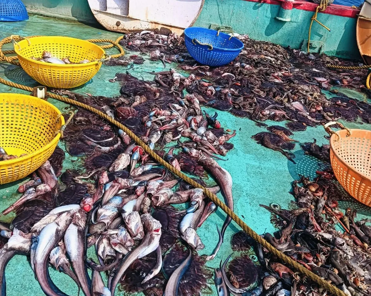 cmfri fishing-3