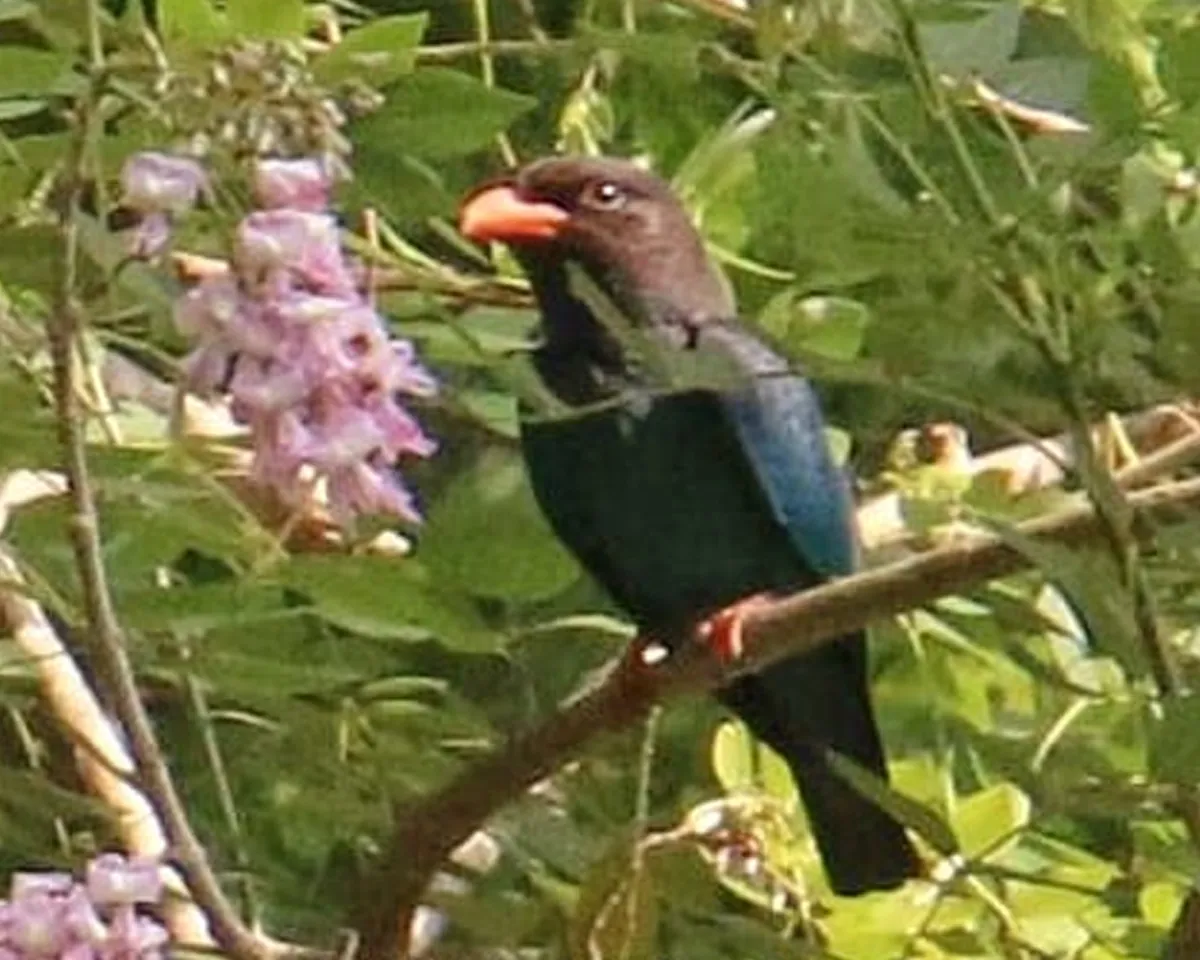 bird watching-2