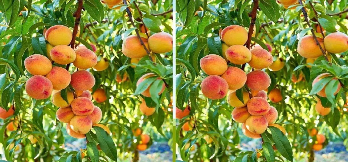 aadu peach13