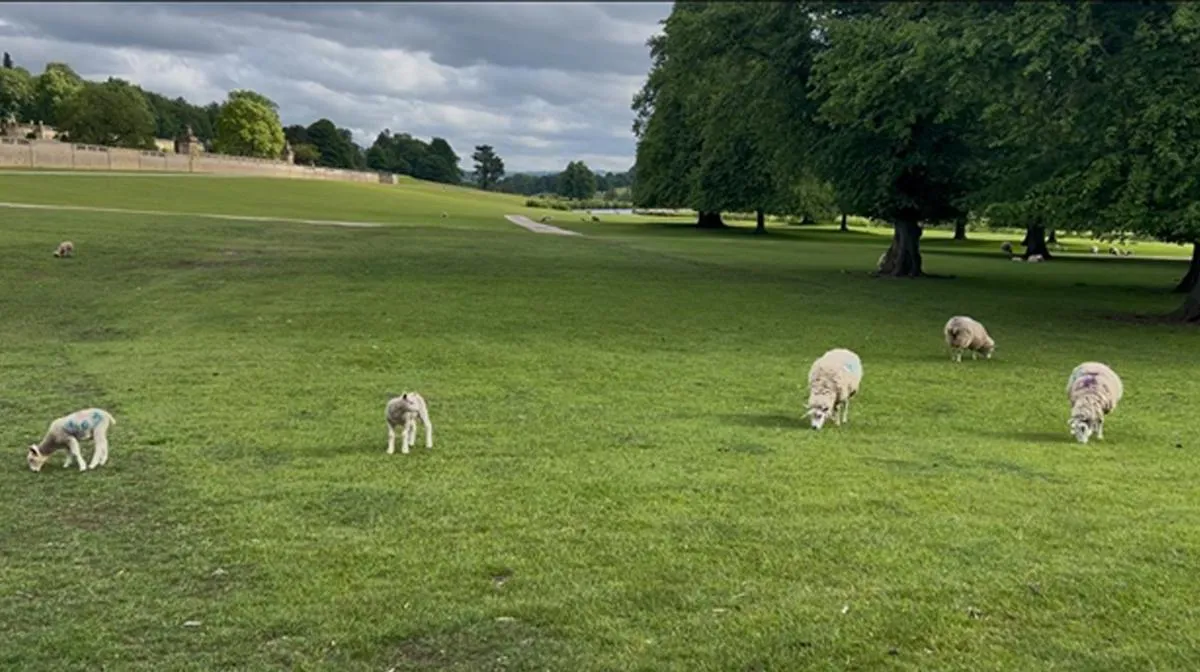 cattle field-2