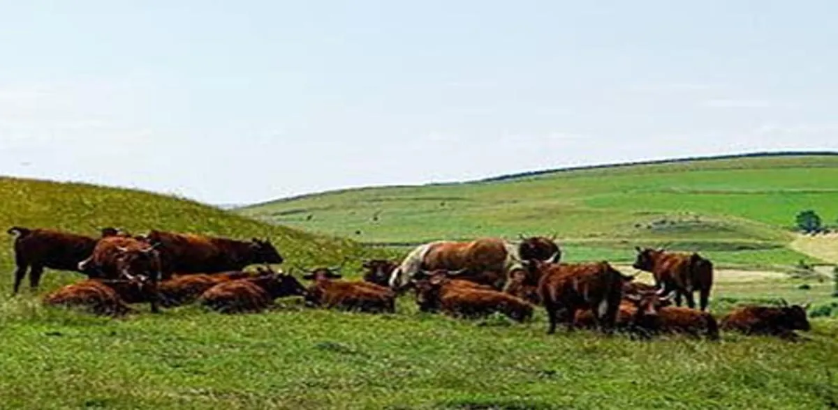 cattle field