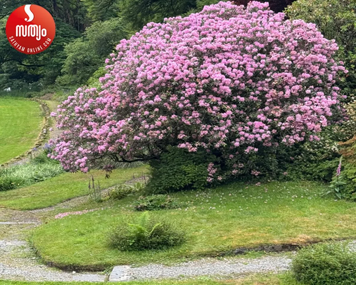 william wordsworths garden
