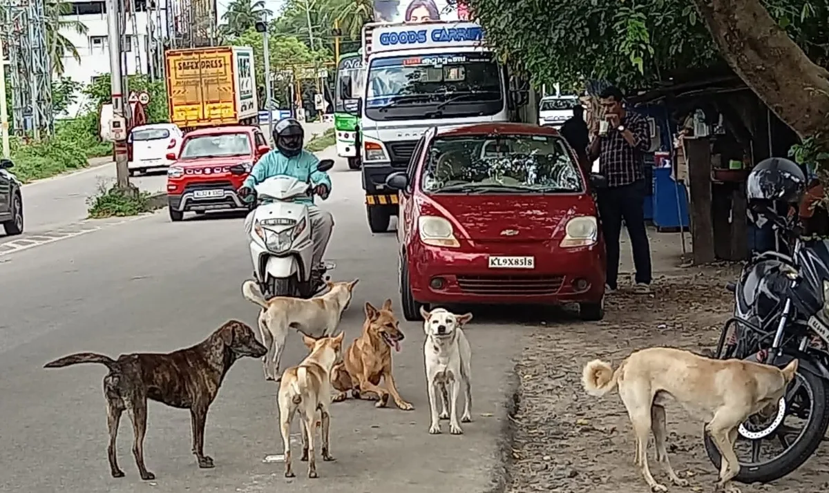 srreet dogs