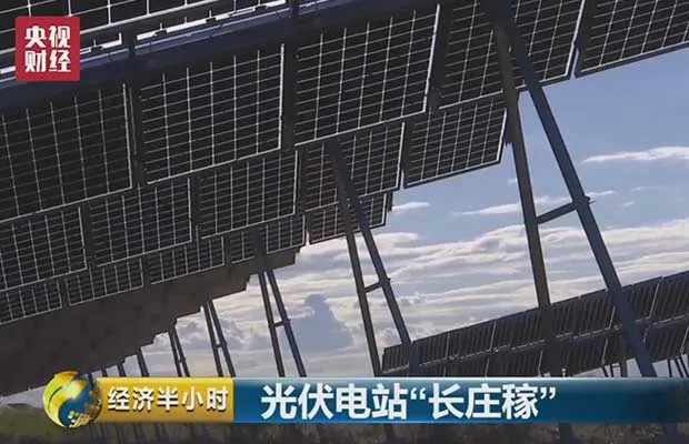good crops on photovoltaic power stations