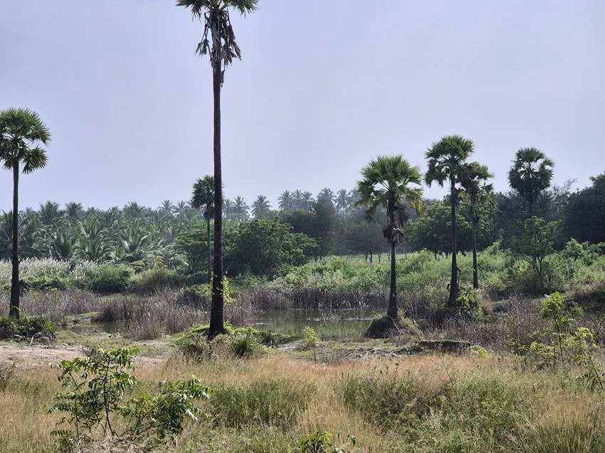 A stream carrying runoff from the solar park flows through dense vegetation, raising concerns about potential contamination. Image by Gowthami Subramaniam.