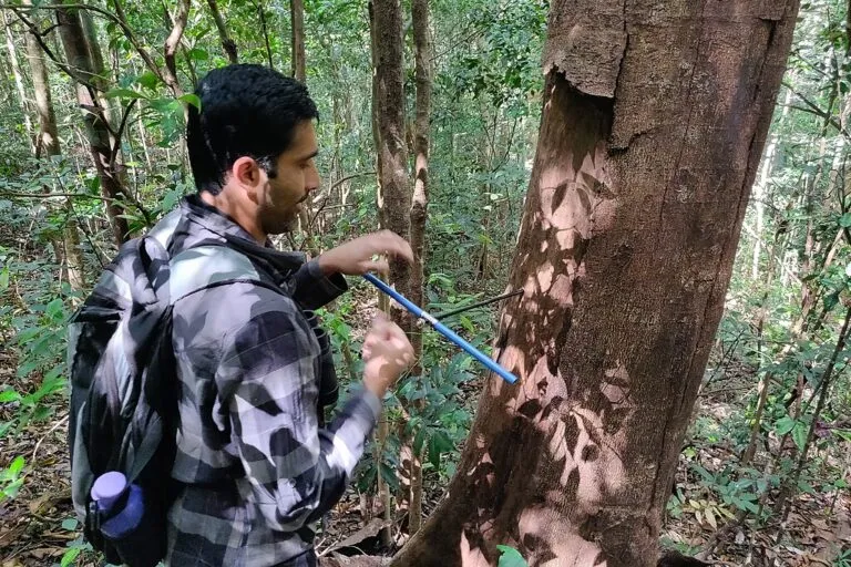 A biologist extracts a wood core from a dead tree for a study. Entry into the green sector is more organic for students with degrees in environmental science, environmental engineering, sustainability or related fields. Image by T.R. Shankar Raman via Wikimedia Commons (CC BY-SA 4.0).