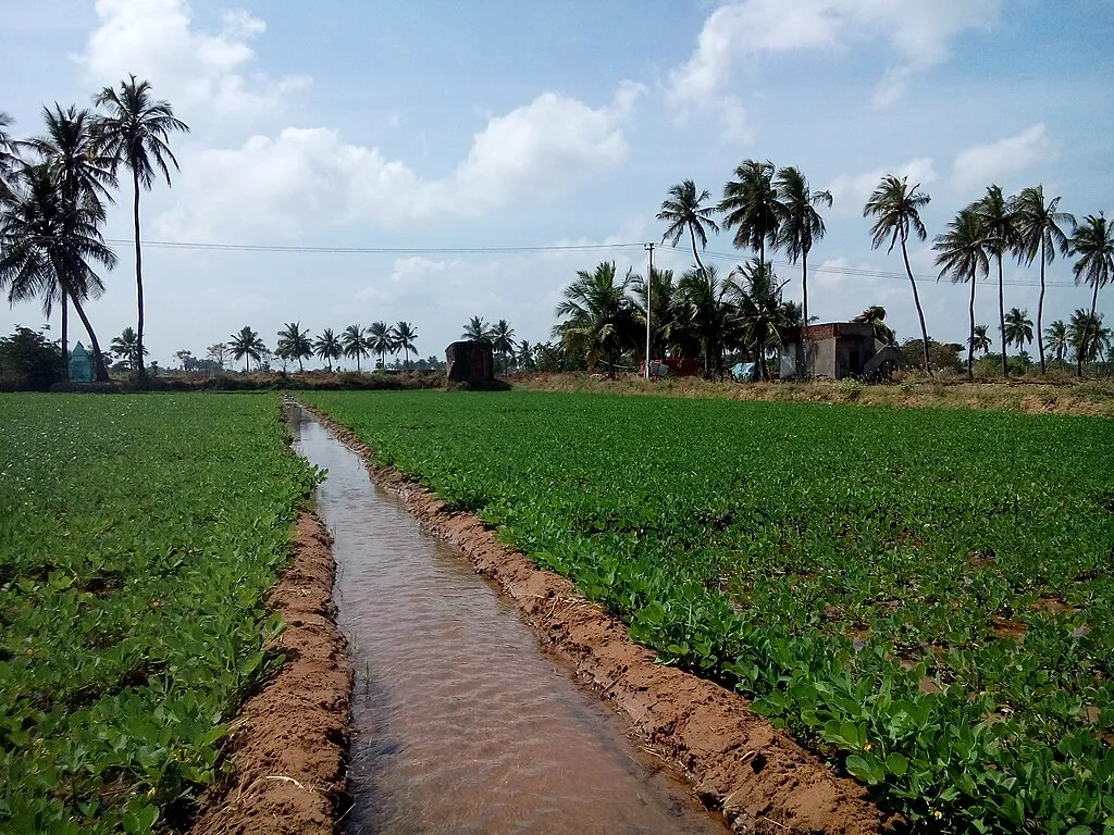 Ditch irrigation in a peanut farm. Solar irrigation pumps offer benefits like access to reliable power, and savings on electricity and diesel costs that may come with other forms of irrigation. However, over-extraction is a tendency, which can severely impact water-stressed regions over time. Image by Seratobikiba via Wikimedia Commons (CC BY-SA 4.0).
