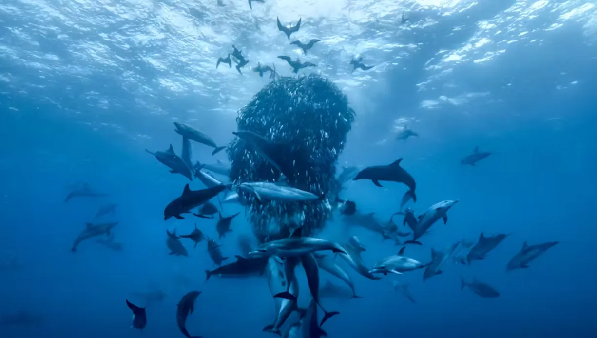 Ocean With David Attenborough was recently launched in cinemas. Doug Anderson/Silverback Films and Open Planet Studios