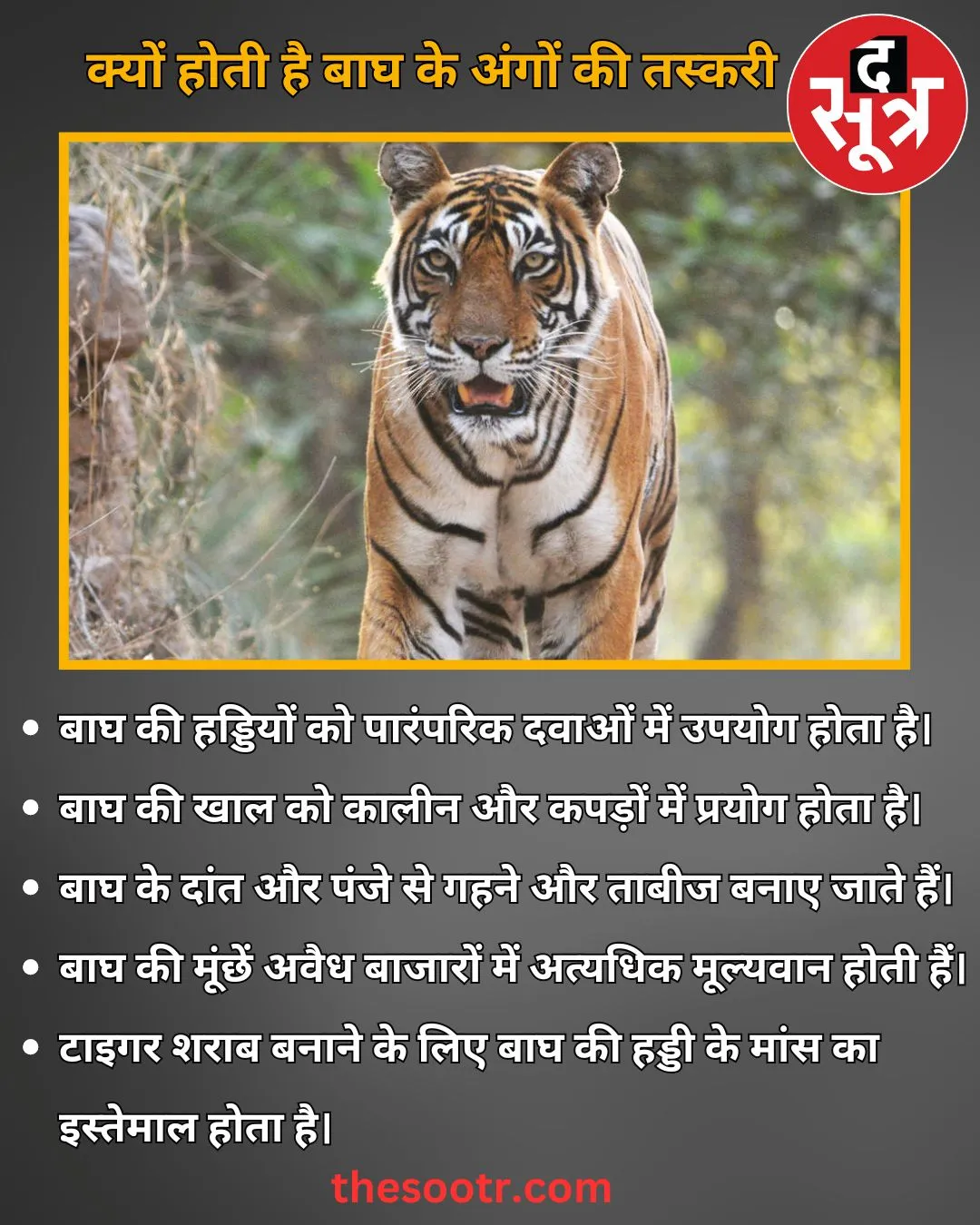 tiger parts smuglar