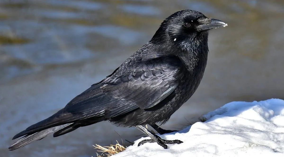 Pitru Paksh 2022 Why is crow so important in Pitru Paksha? Know why they  are fed food- Pitru Paksh 2022: पितृ पक्ष में कौवे का इतना महत्व क्यों है? जानिए  क्यों खिलाया