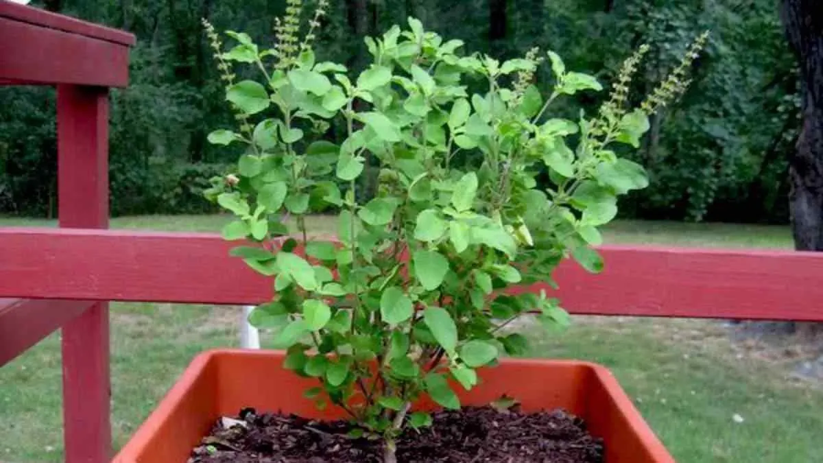 Tulsi Upay do these simple remedies of basil to get maa Lakshmi blessing ।  तुलसी की पत्तियां चमका सकती है आपकी किस्मत, धन-संपदा के लिए करें ये उपाय |  Jansatta