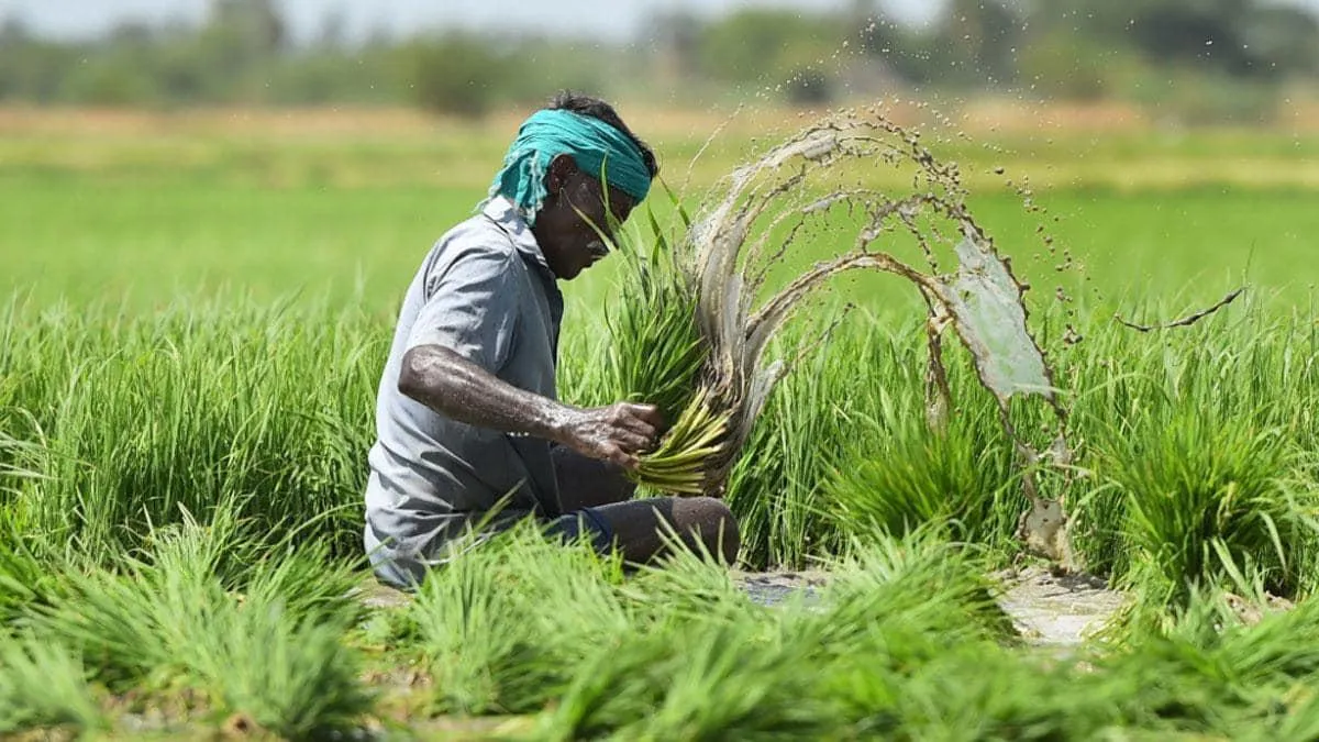PM Fasal Bima Yojana: किसानों को मिलेगा नुकसान का मुआवजा, 31 जुलाई से पहले  करें फसल बीमा योजना के लिए आवेदन - pradhan Mantri Fasal Bima Yojana  insurance of Kharif crops Pm