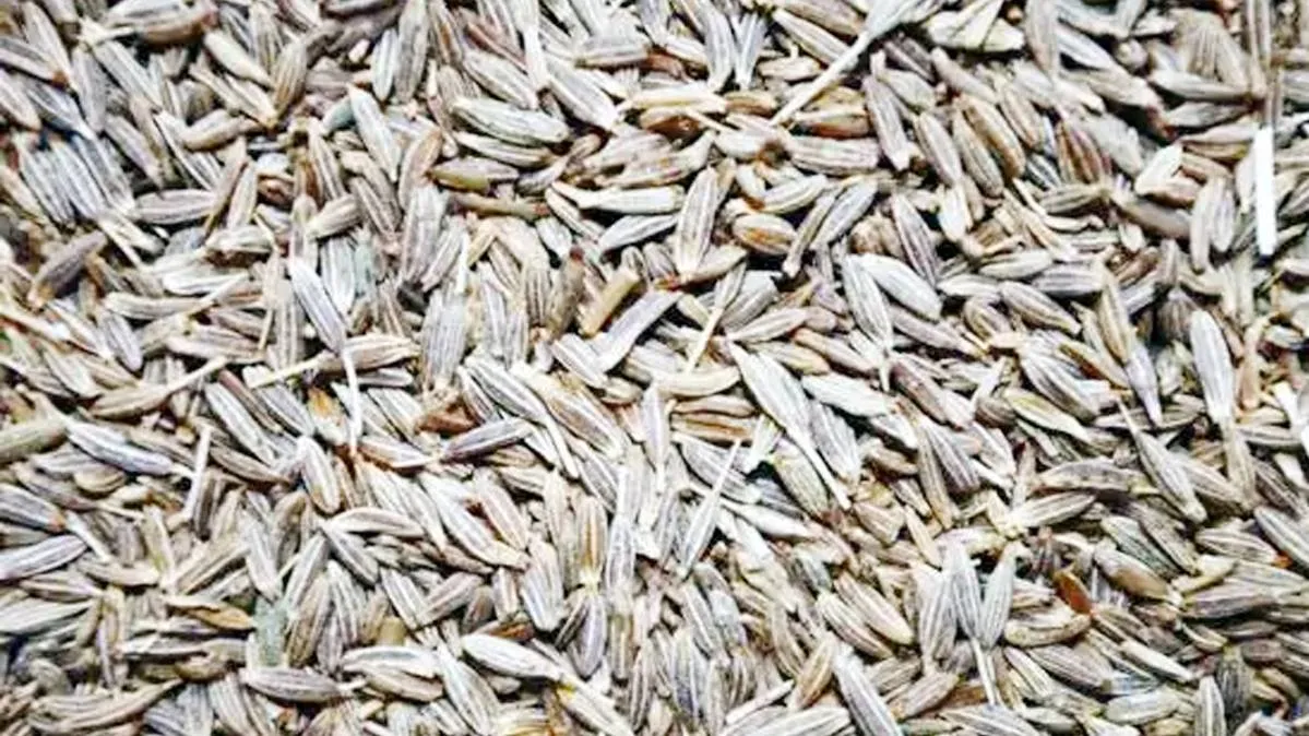 कहीं आपके किचन में 'झाड़ू' से बना नकली जीरा तो नहीं?