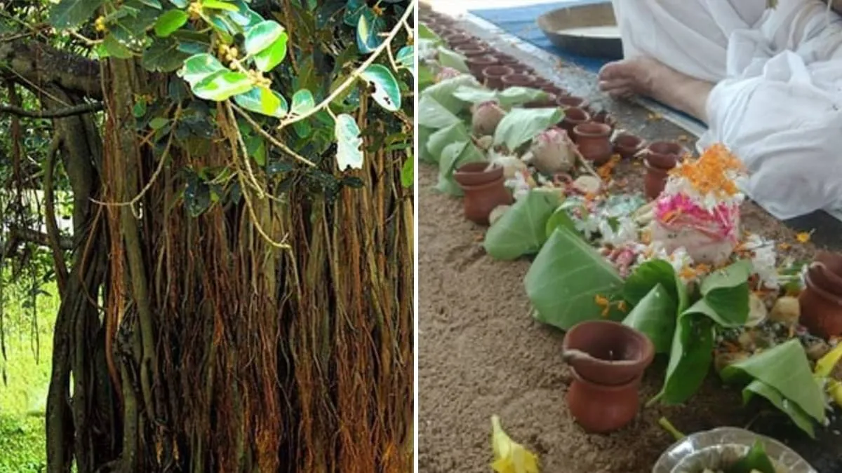 Pitru Paksha 2025: पितृ पक्ष में जरूर लगाएं ये 5 तरह के पेड़-पौधे, पितृ दोष  से मिलेगी मुक्ति; होगी खूब तरक्की | Republic Bharat