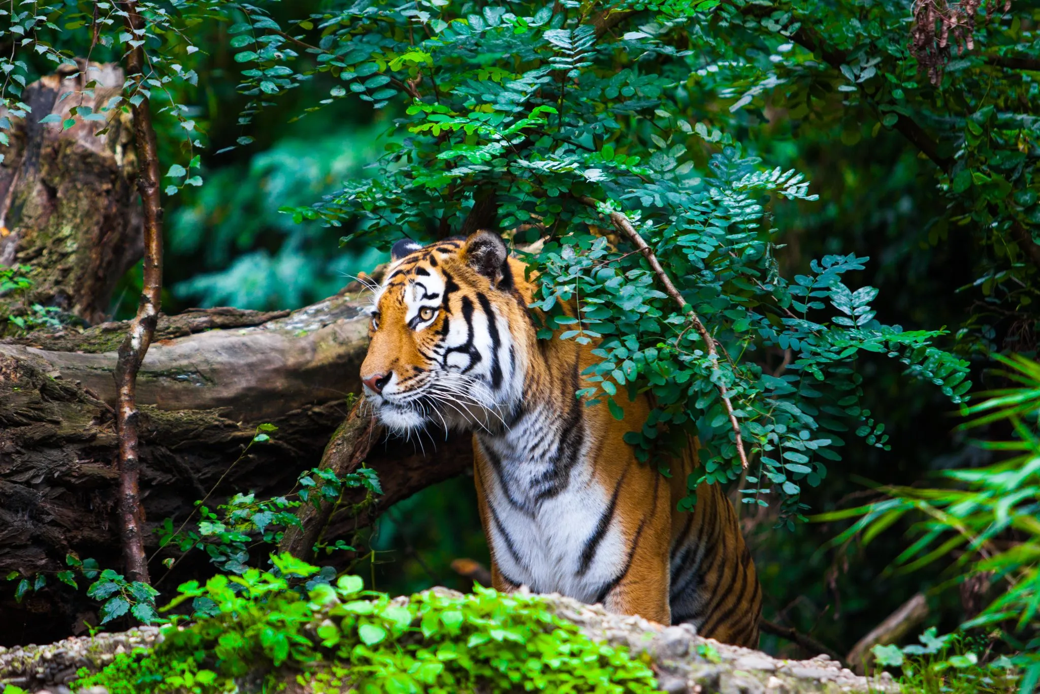 10 Important Tiger Habitat Facts - Discovery UK