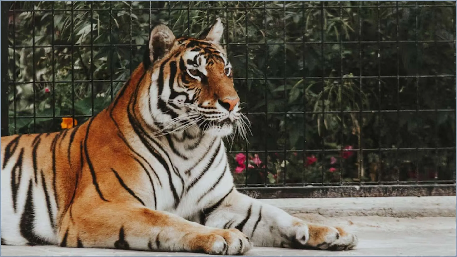70 Percent Of The World's Tigers Are In India, Know How Many Tigers Are  There In Your Country - Amar Ujala Hindi News Live - Tigers:दुनिया के 70  प्रतिशत बाघ भारत में,
