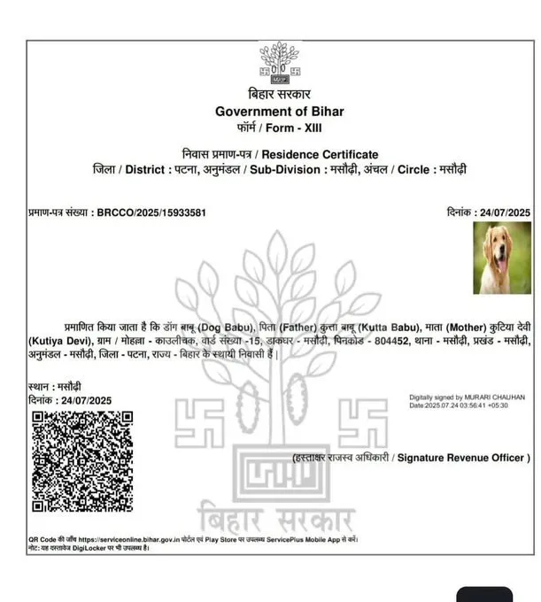 Patna Dog Address Proof: गजब! बिहार में 'कुत्ते' का निवास प्रमाण पत्र हुआ  जारी; नाम 'डॉग बाबू' सन ऑफ 'कुत्ता बाबू'