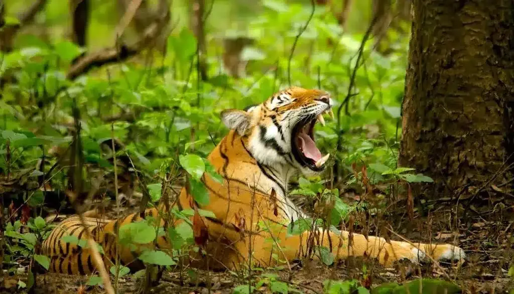 वीरांगना दुर्गावती टाइगर रिजर्व