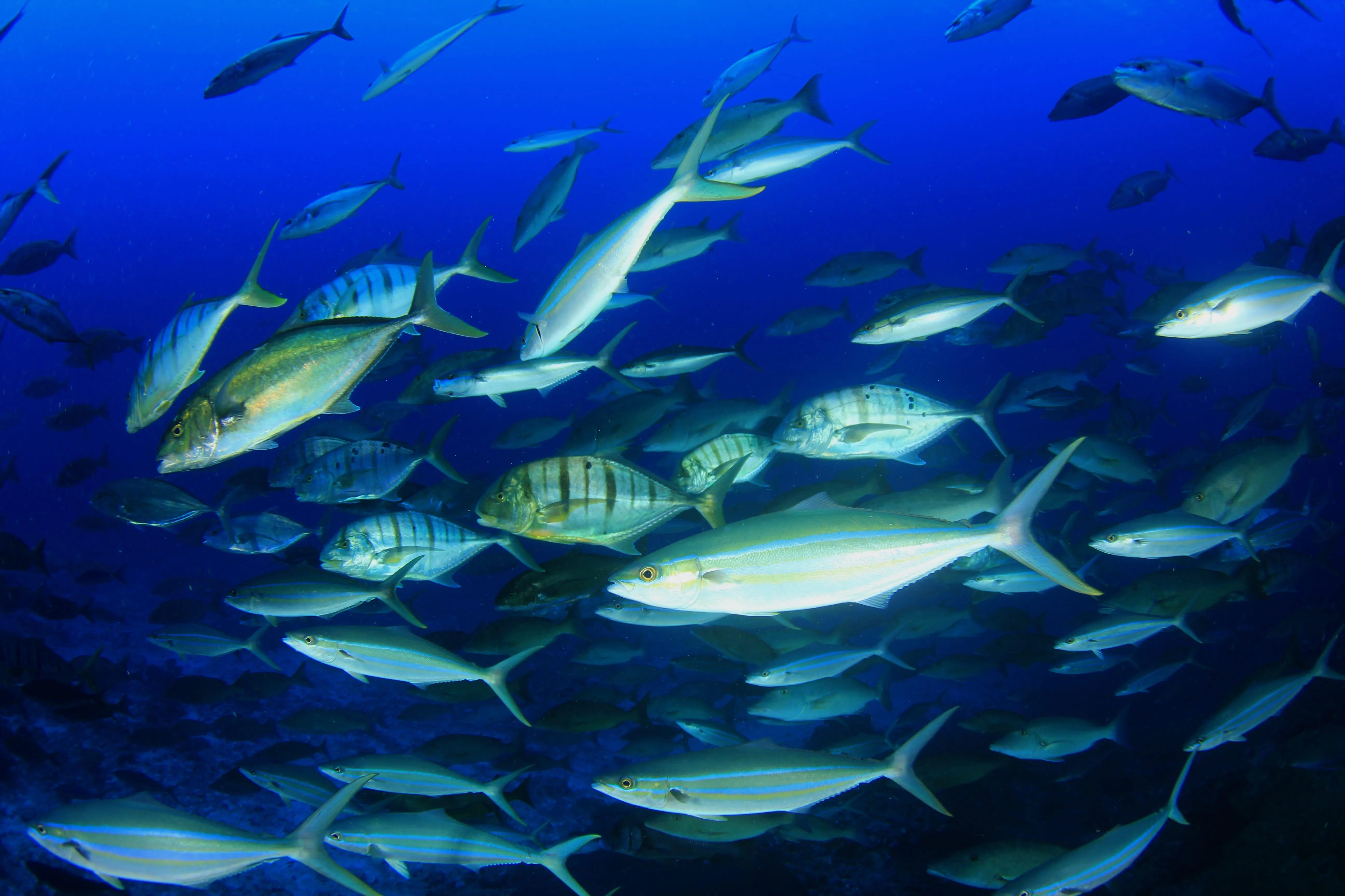 पुनःपरिसंचरण जलीयकृषि प्रणालियों में मछली स्वास्थ्य प्रबंधन संबंधी विचार -  भाग 1: परिचय और सामान्य सिद्धांत | द फिश साइट