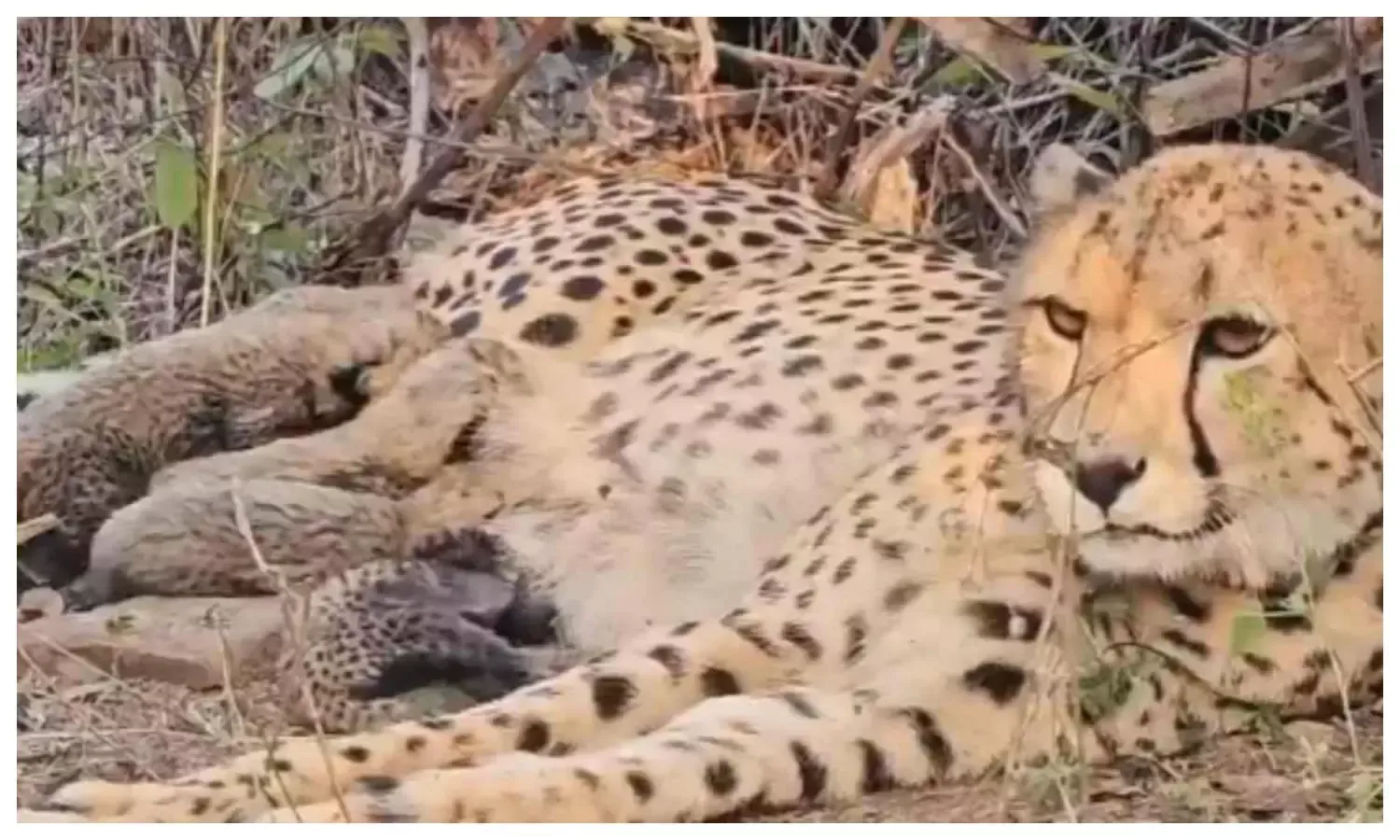 कूनो से आई खुशखबरी: भारत में जन्मी चीता 'मुखी' ने 5 शावकों को दिया जन्म, CM  ने बताया बड़ी उपलब्धि | kuno-cheetah-mukhi-gives-birth-five-cubs-project- cheetah-success | Hari Bhoomi